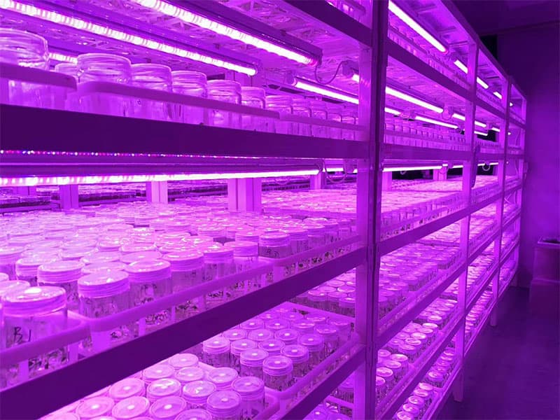 丝瓜视频在线播放燈