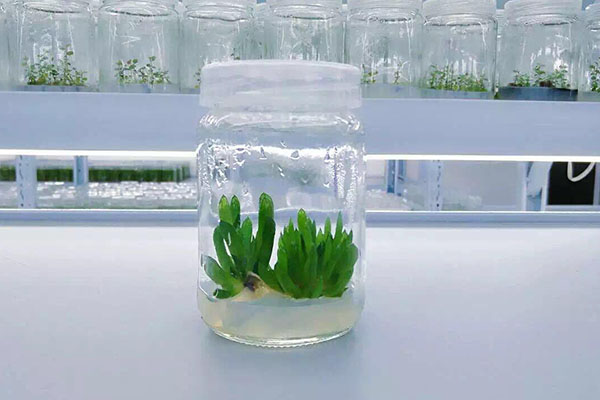 植物丝瓜视频在线播放