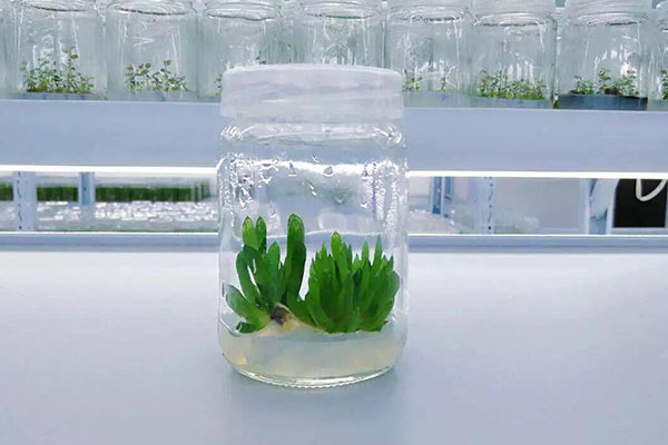植物丝瓜视频在线播放