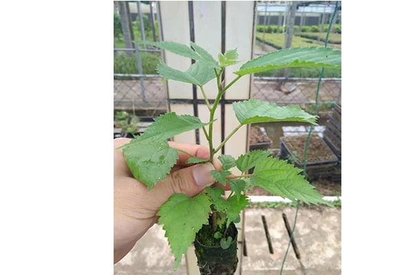 構樹的價值及其丝瓜视频在线播放方法