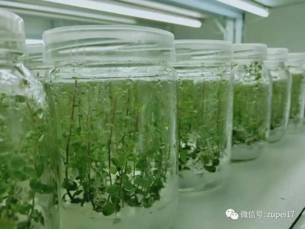 丝瓜视频在线播放