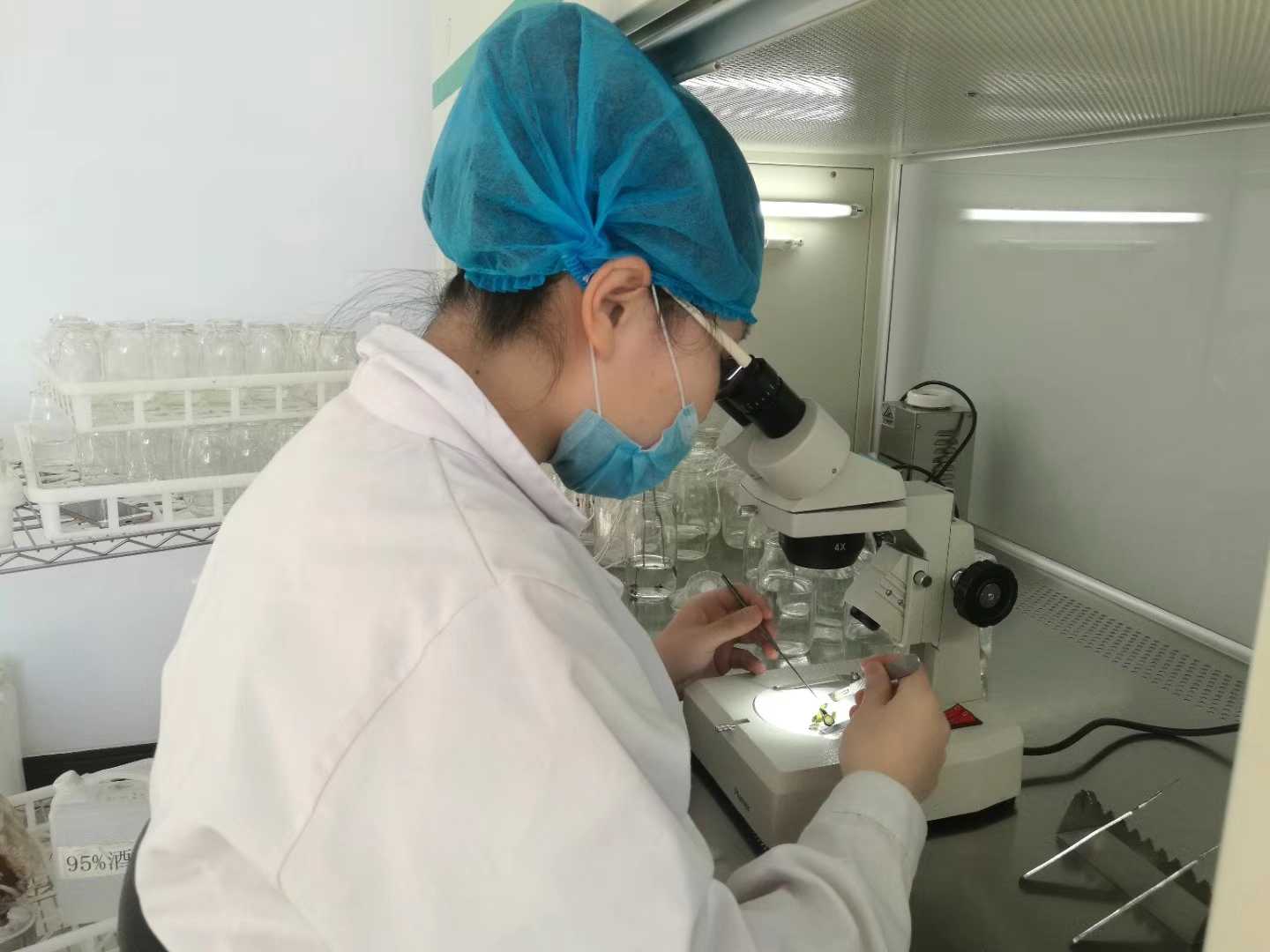 丝瓜视频在线播放苗，丝瓜视频在线播放，組織培養